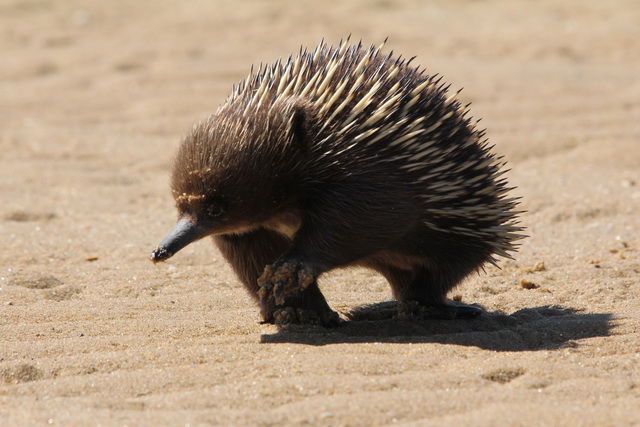 Echidna.JPG - large